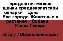 продаются милые щенки среднеазиатской овчарки › Цена ­ 30 000 - Все города Животные и растения » Собаки   . Крым,Гаспра